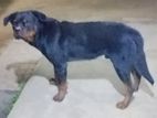 Rottweiler