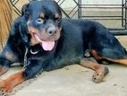 Rottweiler Dog