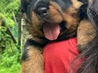 Rottweiler Puppy