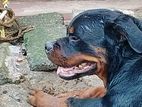 Rottweiler Male Dog