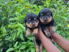 Rottweiler Puppies