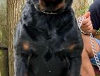 Rottweiler Dog