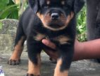 Rottweiler