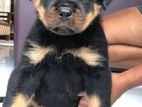 Rottweiler