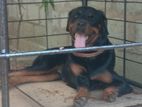 Rottweiler