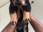 Rottweiler Puppy