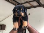 Rottweiler Puppy