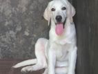 Labrador Puppy