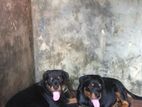 Rottweiler