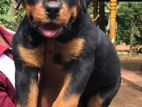 Rottweiler Puppy