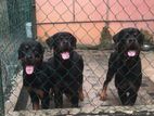 Rottweiler Puppies