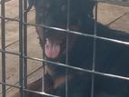 Rottweiler Dog