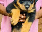 Rottweiler Dog