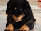 Rottweiler Puppy