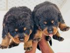 Rottweiler Puppy