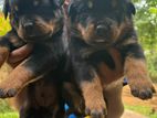 Rottweiler Puppies