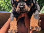 Rottweiler Puppy