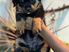 Rottweiler Puppy