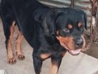 Rottweiler Dog