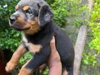 Rottweiler Puppies