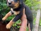 Rottweiler