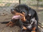 Rottweiler for Crossing