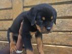 Rottweiler Puppies