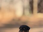 Rottweiler Puppies