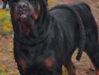 Rottweiler Dog