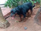 Rottweiler Male Dog