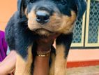 Rottweiler