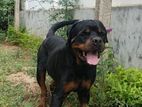 Rottweiler Dog for Crossing