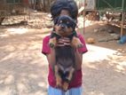 Rottweiler Puppies