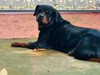 Rottweiler