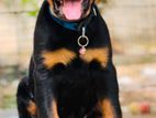 Rottweiler