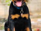 Rottweiler
