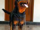 Rottweiler Dog for Crossing