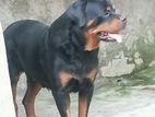 Rottweiler Dog