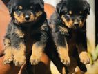 Rottweiler Puppies