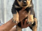 Rottweiler Puppy