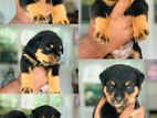 Rottweiler Puppy