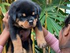 Rottweiler Puppies