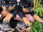 Rottweiler Puppies