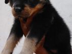 Rottweiler Puppies