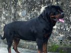 Rottweiler Dog for Crossing