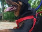 Rottweiler Dog