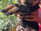 Rottweiler Puppy