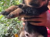 Rottweiler Puppy