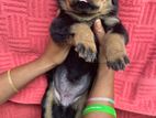 Rottweiler Puppy