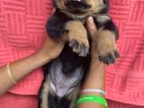 Rottweiler Puppy